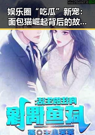 娱乐圈“吃瓜”新宠:面包猫崛起背后的故事和影响力